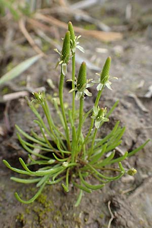 Myosurus minimus \ Museschwnzchen / Tiny Mousetail, D Kleinwallstadt am Main 28.4.2016