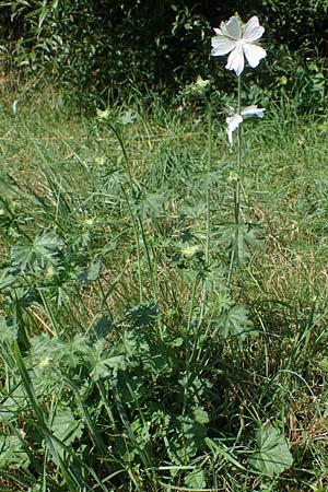 Malva moschata \ Moschus-Malve / Musk Mallow, D Odenwald, Fürth 30.7.2022