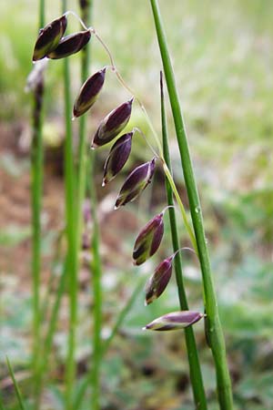 Melica nutans \ Nickendes Perlgras / Mountain Melick, D Langgöns 25.4.2015