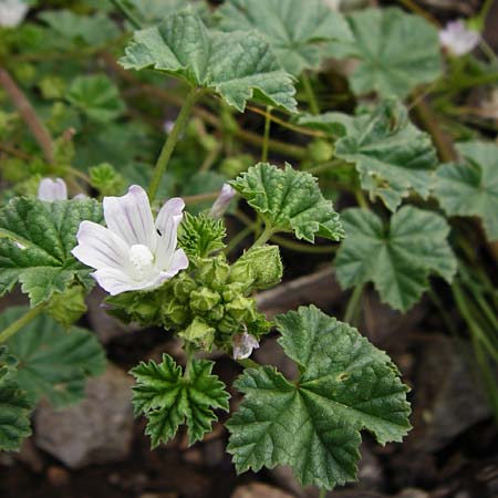 Malva neglecta \ Weg-Malve, Kleine Ksepappel / Dwarf Mallow, D Bad Münster am Stein - Niederhausen 6.6.2015