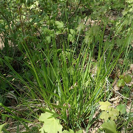 Melica nutans \ Nickendes Perlgras / Mountain Melick, D Markgröningen 18.4.2018