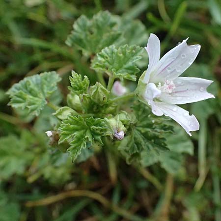 Malva neglecta \ Weg-Malve, Kleine K�sepappel / Dwarf Mallow, D Mannheim 5.6.2026