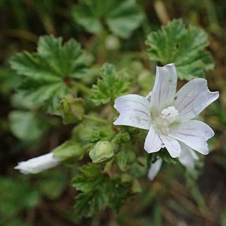 Malva neglecta \ Weg-Malve, Kleine K�sepappel / Dwarf Mallow, D Mannheim 5.6.2026