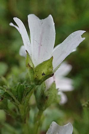 Malva neglecta \ Weg-Malve, Kleine K�sepappel / Dwarf Mallow, D Mannheim 5.6.2026