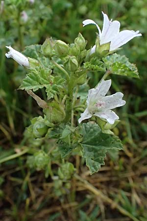 Malva neglecta \ Weg-Malve, Kleine K�sepappel / Dwarf Mallow, D Mannheim 5.6.2026