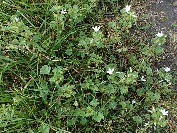 Malva neglecta \ Weg-Malve, Kleine K�sepappel / Dwarf Mallow, D Mannheim 5.6.2026
