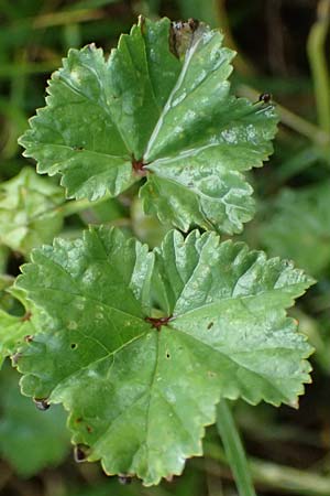 Malva neglecta \ Weg-Malve, Kleine K�sepappel / Dwarf Mallow, D Mannheim 5.6.2026