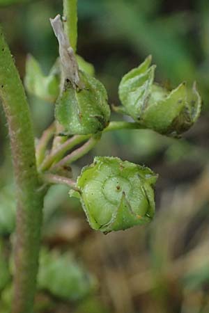 Malva neglecta \ Weg-Malve, Kleine K�sepappel / Dwarf Mallow, D Mannheim 5.6.2026