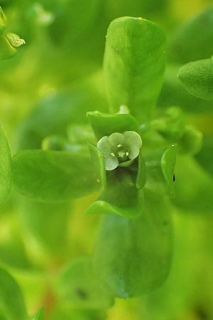 Montia fontana subsp. fontana \ Quellkraut / Blinks, D Schwarzwald/Black-Forest, Notschrei 10.7.2016
