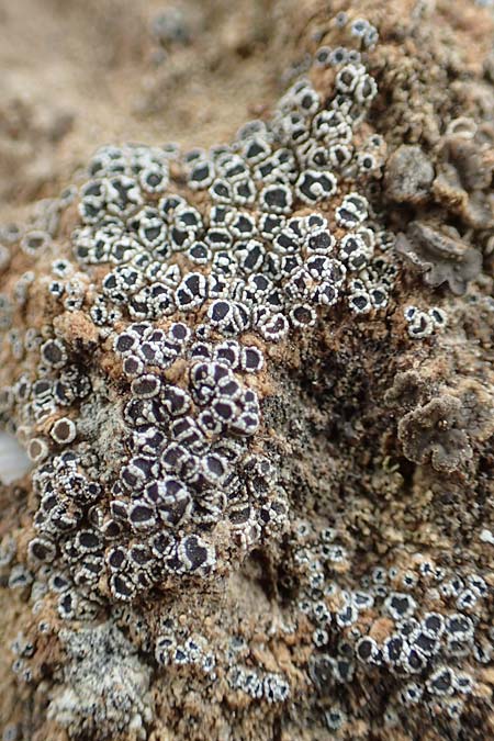 Myriolecis percrenata \ Gekerbte Kuchen-Flechte / Crenate Rim Lichen, D Alsheim 1.6.2018