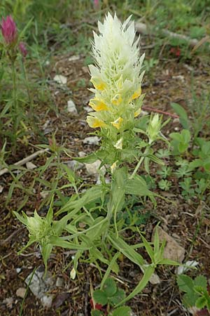 Melampyrum arvense \ Acker-Wachtelweizen / Field Cow-Wheat, D Königheim 29.5.2019