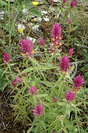 Melampyrum arvense \ Acker-Wachtelweizen / Field Cow-Wheat, D Königheim 29.5.2019