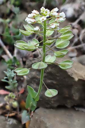Microthlaspi perfoliatum \ hrchen-Kleintschelkraut, Stngelumfassendes Hellerkraut / Perfoliate Penny-Cress, Claspleaf Penny-Cress, D Rheinhessen, Flonheim 2.4.2021