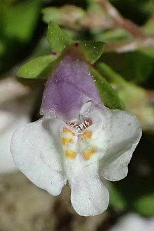 Mazus pumilus, Immergr&uuml;nes Gei�blatt