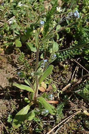 Myosotis ramosissima \ Hgel-Vergissmeinnicht / Early Forget-me-not, D Seeheim an der Bergstraße 16.4.2018