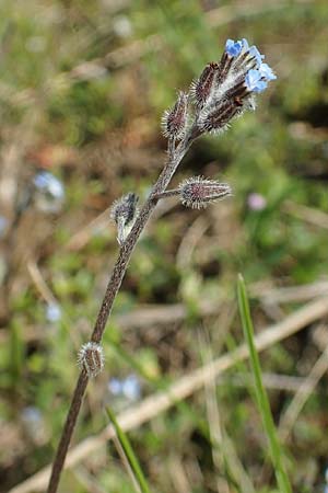 Myosotis ramosissima \ Hgel-Vergissmeinnicht / Early Forget-me-not, D Seeheim an der Bergstraße 16.4.2018