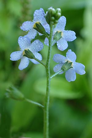 Myosotis scorpioides agg. \ Sumpf-Vergissmeinnicht / Water Forget-me-not, D Groß-Gerau 21.9.2015