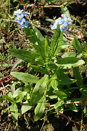 Myosotis scorpioides agg. \ Sumpf-Vergissmeinnicht / Water Forget-me-not, D Groß-Gerau 21.9.2015