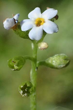 Myosotis scorpioides agg. \ Sumpf-Vergissmeinnicht / Water Forget-me-not, D Altrip 6.8.2026