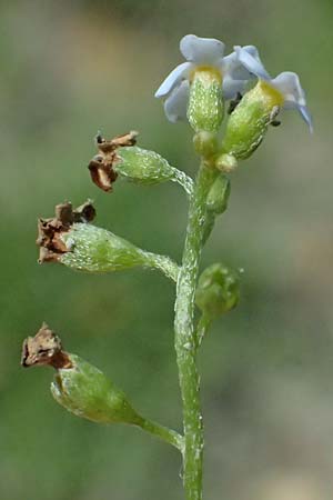 Myosotis scorpioides agg. \ Sumpf-Vergissmeinnicht / Water Forget-me-not, D Altrip 6.8.2026