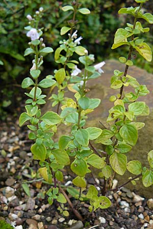 Micromeria thymifolia \ Balkan-Steinminze, Schein-Quendel / Thyme-Leaved Savory, D Botan. Gar.  Universit.  Mainz 13.9.2008