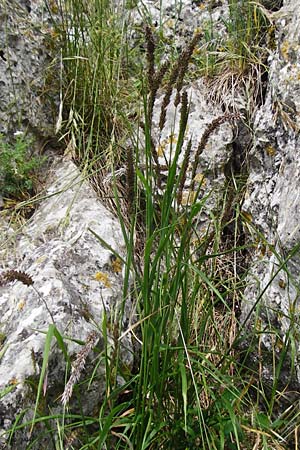 Melica transsilvanica \ Siebenbrgen-Perlgras / Transsilvanian Melick, D Möttingen-Lierheim 2.6.2015
