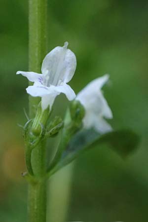 Micromeria thymifolia \ Balkan-Steinminze, Schein-Quendel / Thyme-Leaved Savory, D Weinheim an der Bergstra&szlig;e, Botan. Gar.  Hermannshof 9.10.2022