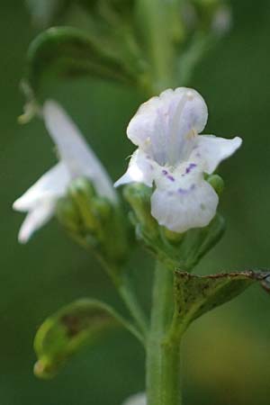 Micromeria thymifolia \ Balkan-Steinminze, Schein-Quendel / Thyme-Leaved Savory, D Weinheim an der Bergstra&szlig;e, Botan. Gar.  Hermannshof 9.10.2022