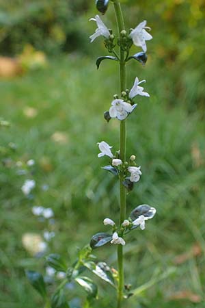 Micromeria thymifolia \ Balkan-Steinminze, Schein-Quendel / Thyme-Leaved Savory, D Weinheim an der Bergstra&szlig;e, Botan. Gar.  Hermannshof 9.10.2022