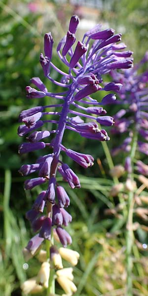 Muscari tenuiflorum \ Schmalbltige Traubenhyazinthe / Slender Grape Hyacinth, D  2.6.2023