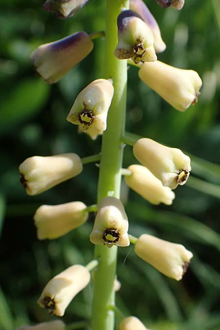 Muscari tenuiflorum \ Schmalbltige Traubenhyazinthe / Slender Grape Hyacinth, D  2.6.2023