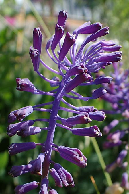 Muscari tenuiflorum \ Schmalbltige Traubenhyazinthe / Slender Grape Hyacinth, D  2.6.2023