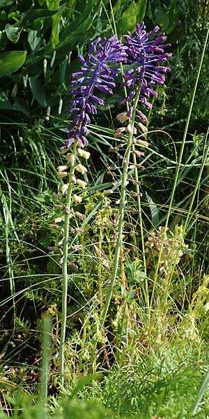 Muscari tenuiflorum \ Schmalbltige Traubenhyazinthe / Slender Grape Hyacinth, D  2.6.2023