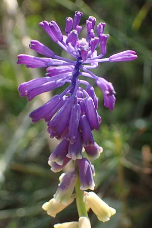 Muscari tenuiflorum \ Schmalbltige Traubenhyazinthe / Slender Grape Hyacinth, D Thüringen, Kölleda 15.6.2023