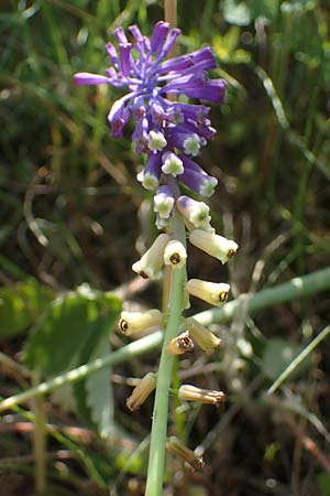 Muscari tenuiflorum \ Schmalbltige Traubenhyazinthe / Slender Grape Hyacinth, D Thüringen, Kölleda 15.6.2023