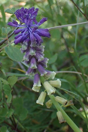 Muscari tenuiflorum \ Schmalbltige Traubenhyazinthe / Slender Grape Hyacinth, D Thüringen, Kölleda 15.6.2023