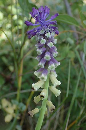 Muscari tenuiflorum \ Schmalbltige Traubenhyazinthe / Slender Grape Hyacinth, D Thüringen, Kölleda 15.6.2023