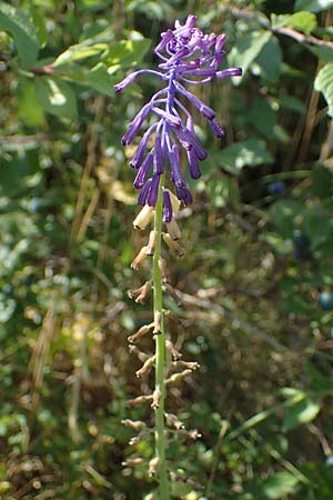 Muscari tenuiflorum \ Schmalbltige Traubenhyazinthe / Slender Grape Hyacinth, D Thüringen, Kölleda 15.6.2023