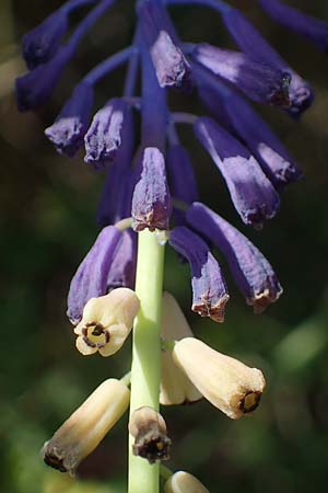 Muscari tenuiflorum \ Schmalbltige Traubenhyazinthe / Slender Grape Hyacinth, D Thüringen, Kölleda 15.6.2023