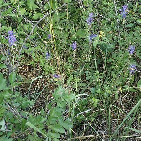 Muscari tenuiflorum \ Schmalbltige Traubenhyazinthe / Slender Grape Hyacinth, D Thüringen, Kölleda 15.6.2023