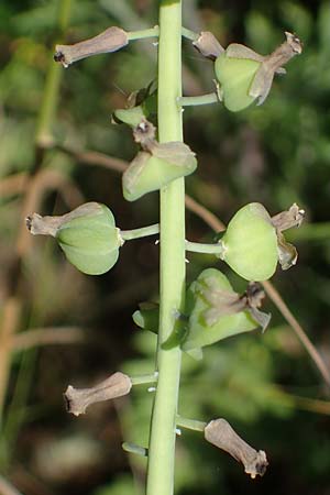 Muscari tenuiflorum \ Schmalbltige Traubenhyazinthe / Slender Grape Hyacinth, D Thüringen, Kölleda 15.6.2023