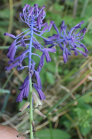 Muscari tenuiflorum \ Schmalbltige Traubenhyazinthe / Slender Grape Hyacinth, D Thüringen, Kölleda 15.6.2023