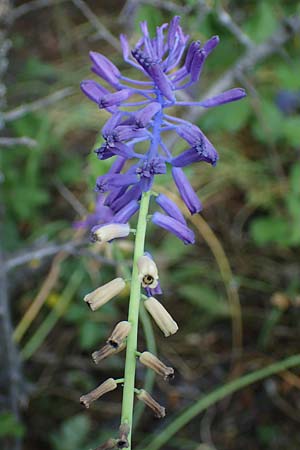 Muscari tenuiflorum \ Schmalbltige Traubenhyazinthe / Slender Grape Hyacinth, D Thüringen, Kölleda 15.6.2023