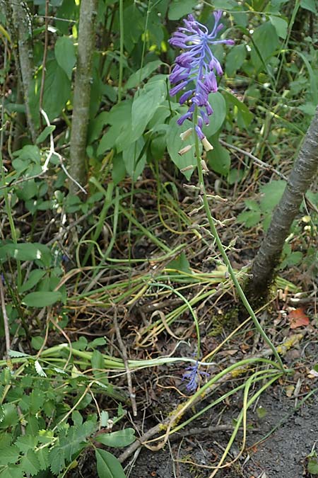 Muscari tenuiflorum \ Schmalbltige Traubenhyazinthe / Slender Grape Hyacinth, D Thüringen, Kölleda 15.6.2023
