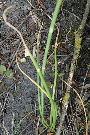 Muscari tenuiflorum \ Schmalbltige Traubenhyazinthe / Slender Grape Hyacinth, D Thüringen, Kölleda 15.6.2023