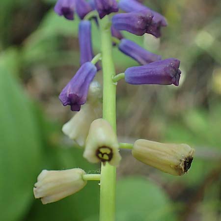 Muscari tenuiflorum \ Schmalbltige Traubenhyazinthe / Slender Grape Hyacinth, D Thüringen, Kölleda 15.6.2023
