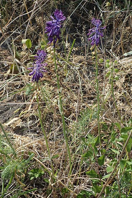 Muscari tenuiflorum \ Schmalbltige Traubenhyazinthe / Slender Grape Hyacinth, D Thüringen, Kölleda 15.6.2023