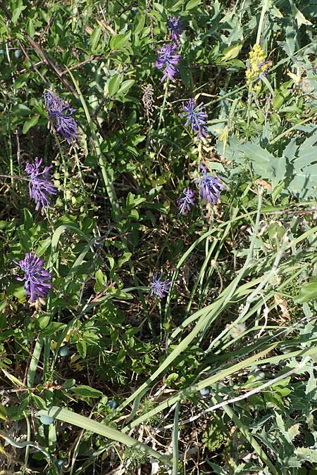 Muscari tenuiflorum \ Schmalbltige Traubenhyazinthe / Slender Grape Hyacinth, D Thüringen, Kölleda 15.6.2023