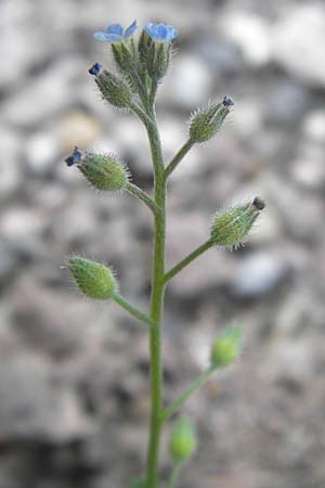 Myosotis arvensis subsp. umbrata \ Schatten-Vergissmeinnicht / Common Forget-me-not, D Ludwigshafen 4.7.2012