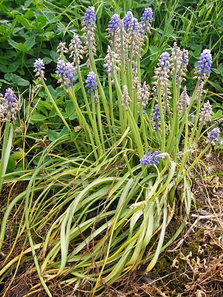 Muscari armeniacum \ Armenische Traubenhyazinthe / Armenian Grape Hyacinth, D Östringen-Eichelberg 5.5.2015